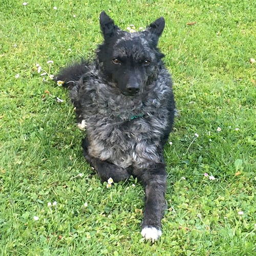 Profilbild von Hündin Csipke.