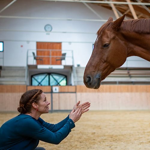 Ildikó hockt vor ihrer Stute Ligah und klatscht sanft in die Hände.