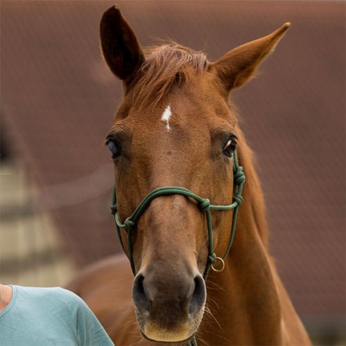 Profilbild von Stute Ligah.