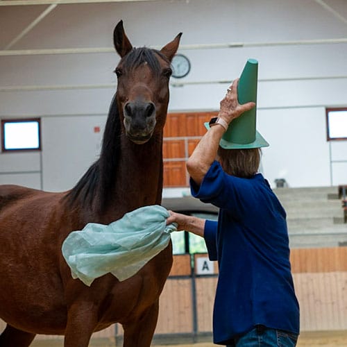 Anikó hat sich im Coaching eine Pylone auf den Kopf gesetzt und wedelt mit einem Tuch. Damit will sie ihre Stute Mandula zu einem Spässchen animieren.